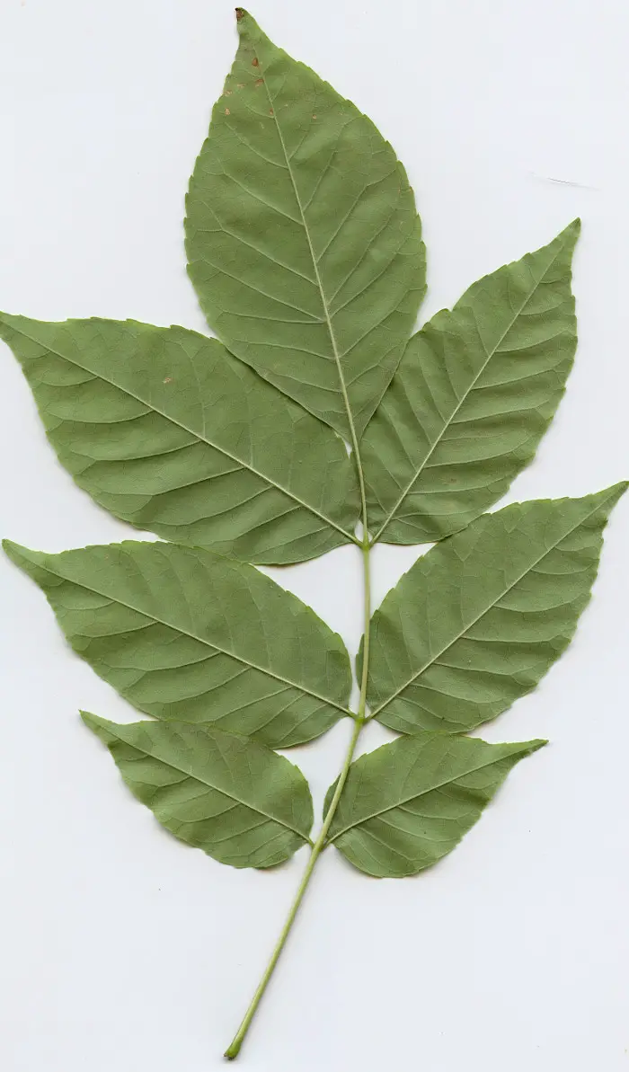 Odd Pinnately Compound leaf